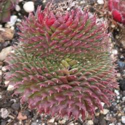 Sempervivum - Dachwurz - Hauswurz